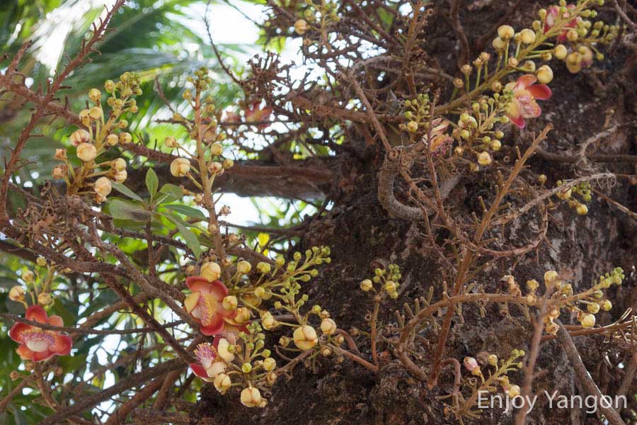 ミャンマーの沙羅双樹 - Enjoy Yangon ヤンゴン, ミャンマーで暮らす旅する
