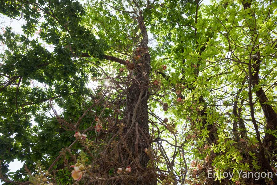 ミャンマーの沙羅双樹 - Enjoy Yangon ヤンゴン, ミャンマーで暮らす旅する