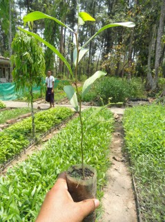 ヤンゴン郊外モービーでの植林ツアー